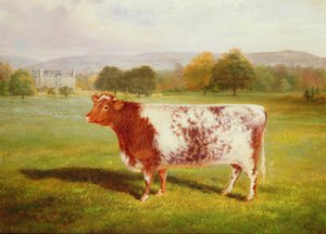 Retrato de un Shorthorn